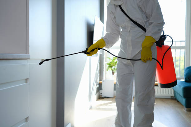 Best Basement Mold Removal  in Centereach, NY