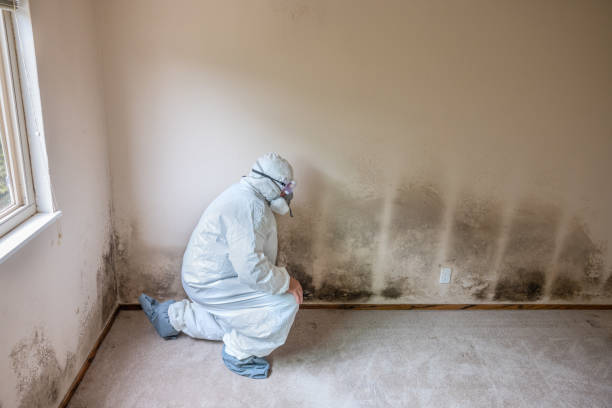 Best Mold Remediation for Healthcare Facilities  in Centereach, NY