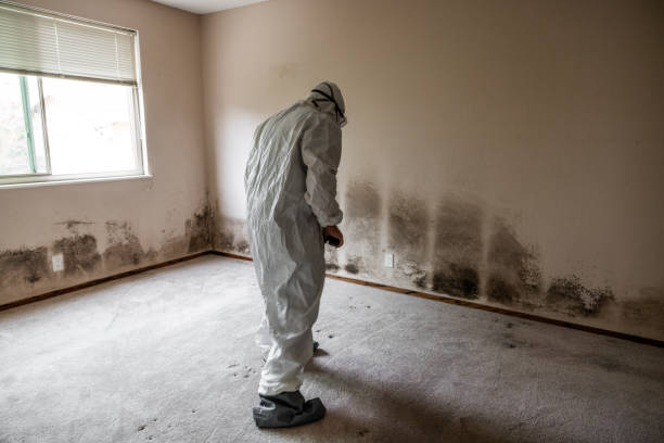 Best Mold Remediation for Healthcare Facilities  in Centereach, NY